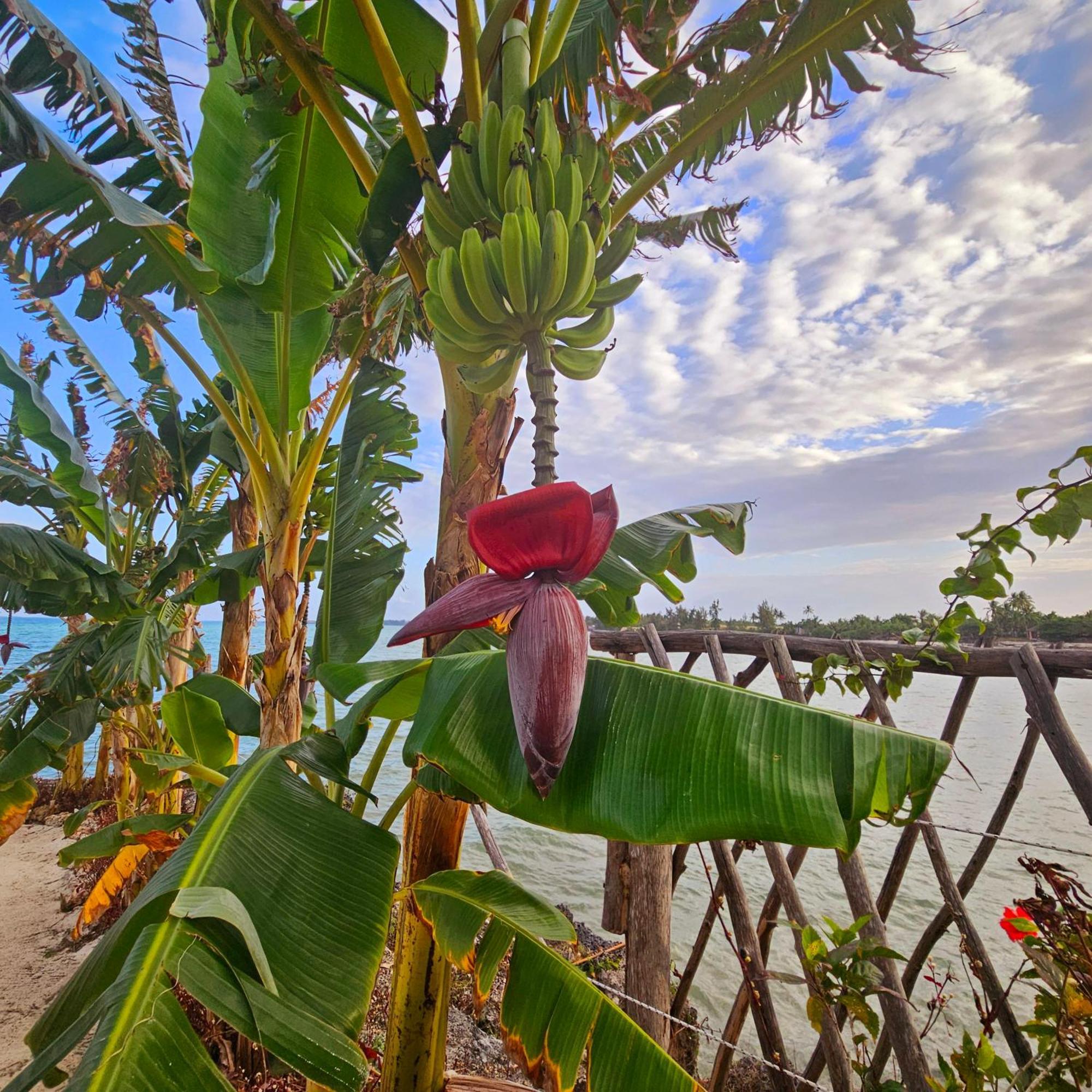 Maharaja Boutique Hotel Zanzibar 乌罗阿 外观 照片
